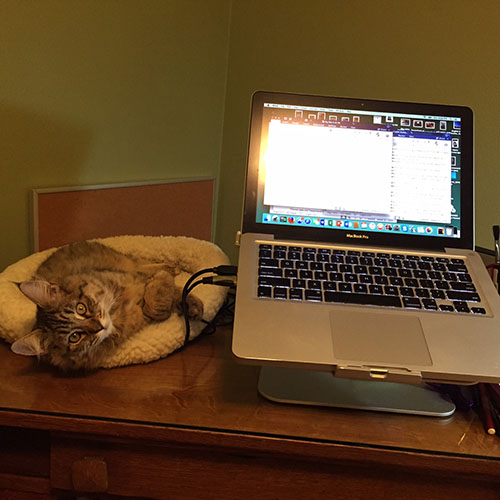 Pippi cat next to laptop